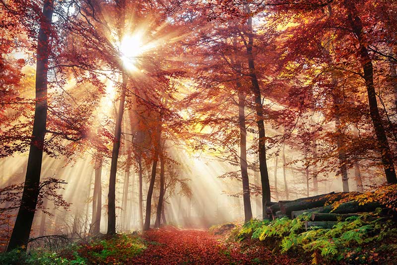 Sonne leuchtet in den Wald